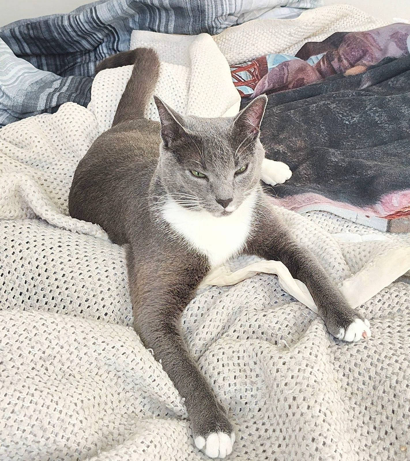 Pouncer is registered to the contest to win money with this photo: bedding, carnivore, cat, claw, comfort, domestic_short_haired_cat, fawn, felidae, fur, grey, human_leg, linens, paw, pillow, small_to_medium_sized_cats, snout, tail, textile, thigh, whiskers