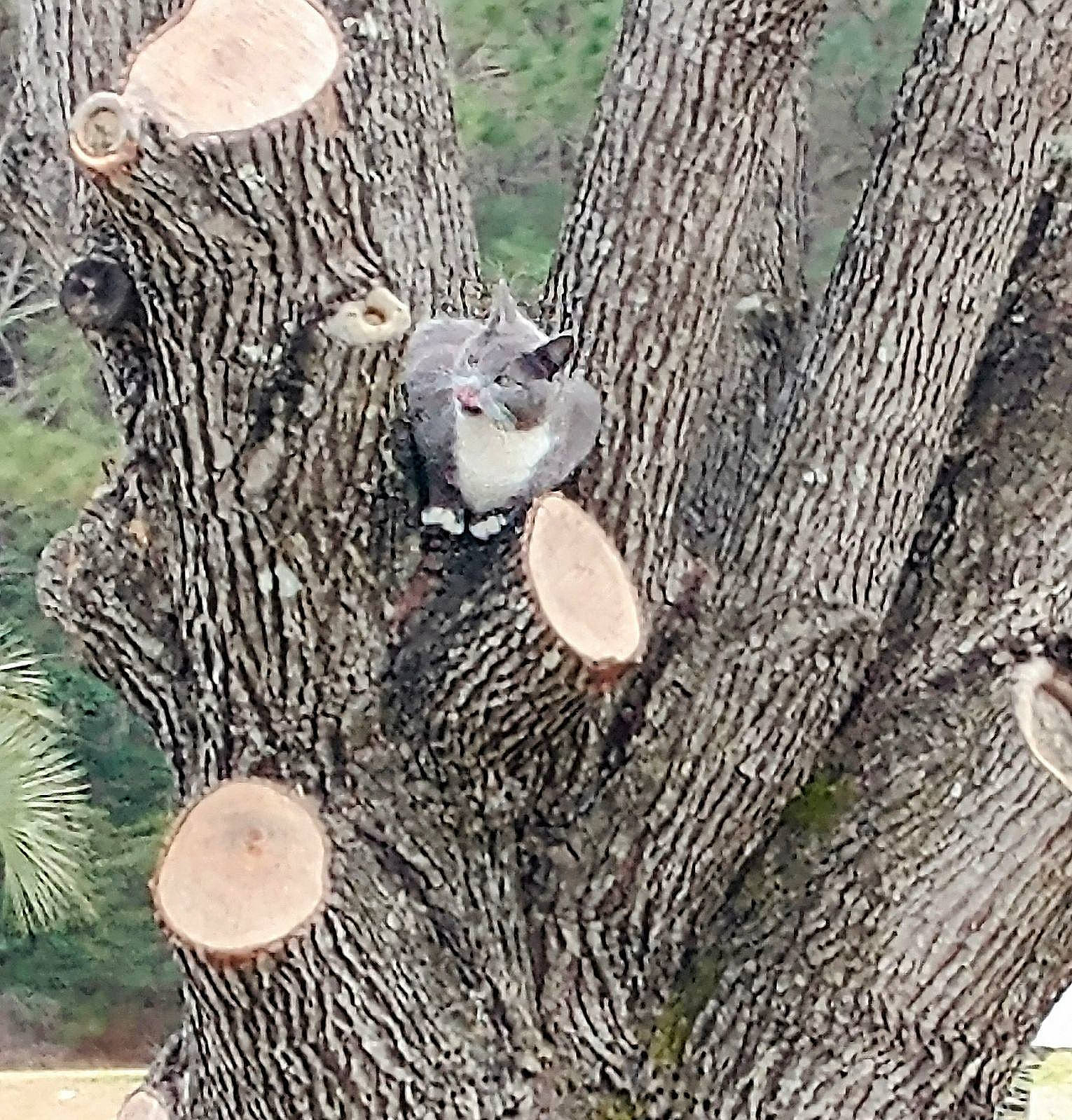 Pouncer joined the competition — help win amazing prizes! conifer, fawn, forest, fungus, grass, medicinal_mushroom, mushroom, natural_material, organism, pattern, plant, plant_stem, polyporales, terrestrial_animal, terrestrial_plant, tree, trunk, twig, vascular_plant, wood