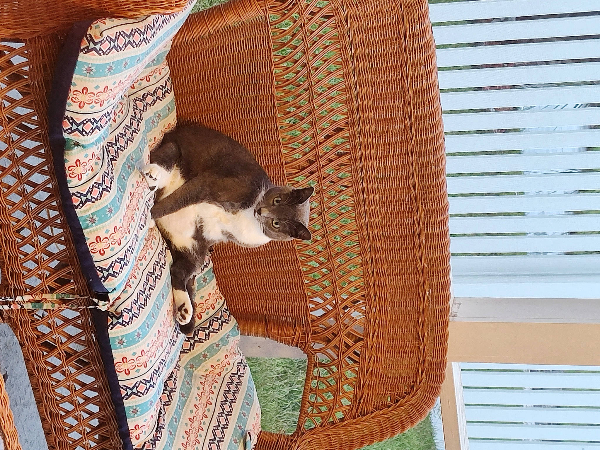 Pouncer joined the competition — help win amazing prizes! carnivore, cat, comfort, fawn, felidae, flooring, fur, hardwood, interior_design, linens, pattern, room, small_to_medium_sized_cats, tail, tints_and_shades, whiskers, window, window_blind, window_covering, wood