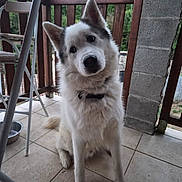 Rex participe au concours pour gagner de l'argent avec cette photo : dog, canine, pet, white_fur, gray_fur, head_tilt, collar, porch, tile_floor, wooden_railing, chair, outdoor, animal, sitting, curious, domestic_animal, furry, pet_accessory, nature_background, daylight