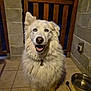 dog, white_dog, blue_eyes, fluffy, sitting, tile_floor, wooden_gate, night, water_bowl, pet, animal, happy, indoor, portrait, canine, furry, cute, companion, domestic_animal, looking