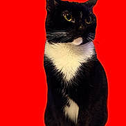 Po joined the competition — help win amazing prizes! cat, tuxedo_cat, black_cat, white_chest, pet, feline, sitting, portrait, closeup, yellow_eyes, whiskers, pointed_ears, paws, black_fur, white_fur, red_background, indoor, centered_composition, alert, photography