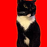 cat, tuxedo_cat, black_cat, white_chest, pet, feline, sitting, portrait, closeup, yellow_eyes, whiskers, pointed_ears, paws, black_fur, white_fur, red_background, indoor, centered_composition, alert, photography