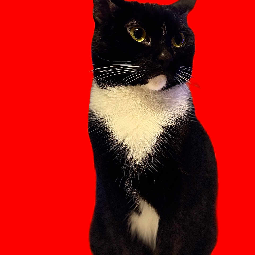 Po joined the competition — help win amazing prizes! cat, tuxedo_cat, black_cat, white_chest, pet, feline, sitting, portrait, closeup, yellow_eyes, whiskers, pointed_ears, paws, black_fur, white_fur, red_background, indoor, centered_composition, alert, photography