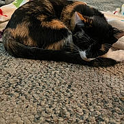 Calificant joined the competition — help win amazing prizes! animal, blanket, cat, clothing, couch, face, footwear, furniture, head, homedecor, indoors, interiordesign, kitten, manx, person, pet, quilt, rock, sandal, sleeping