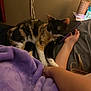 Calificant joined the competition — help win amazing prizes! animal, bed, blanket, bodypart, cat, computer, couch, electronics, finger, furniture, hand, indoors, kitten, laptop, mobilephone, pc, person, pet, phone, purple