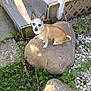 Diego is registered to the contest to win money with this photo: accessories, animal, canine, chihuahua, dog, flagstone, grass, herbal, herbs, leash, outdoors, path, pebble, pet, plant, puppy, rock, slate, strap, walkway