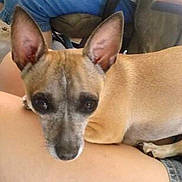 Diego joined the competition — help win amazing prizes! animal, baby, bostonbull, bulldog, canine, chihuahua, dog, frenchbulldog, germanshepherd, hound, husky, person, pet, puppy