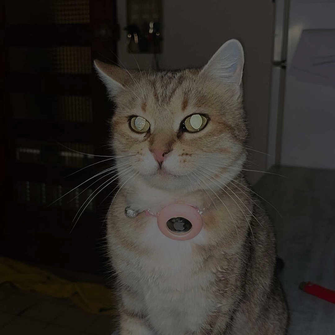 Mia a rejoint le concours — aidez-le/la à gagner de superbes lots ! animal, cat, collar, cute, domestic, domestic_animal, eyes, feline, fur, furniture, home, indoor, kitchen, mammal, pet, portrait, reflection, sitting, table, whiskers