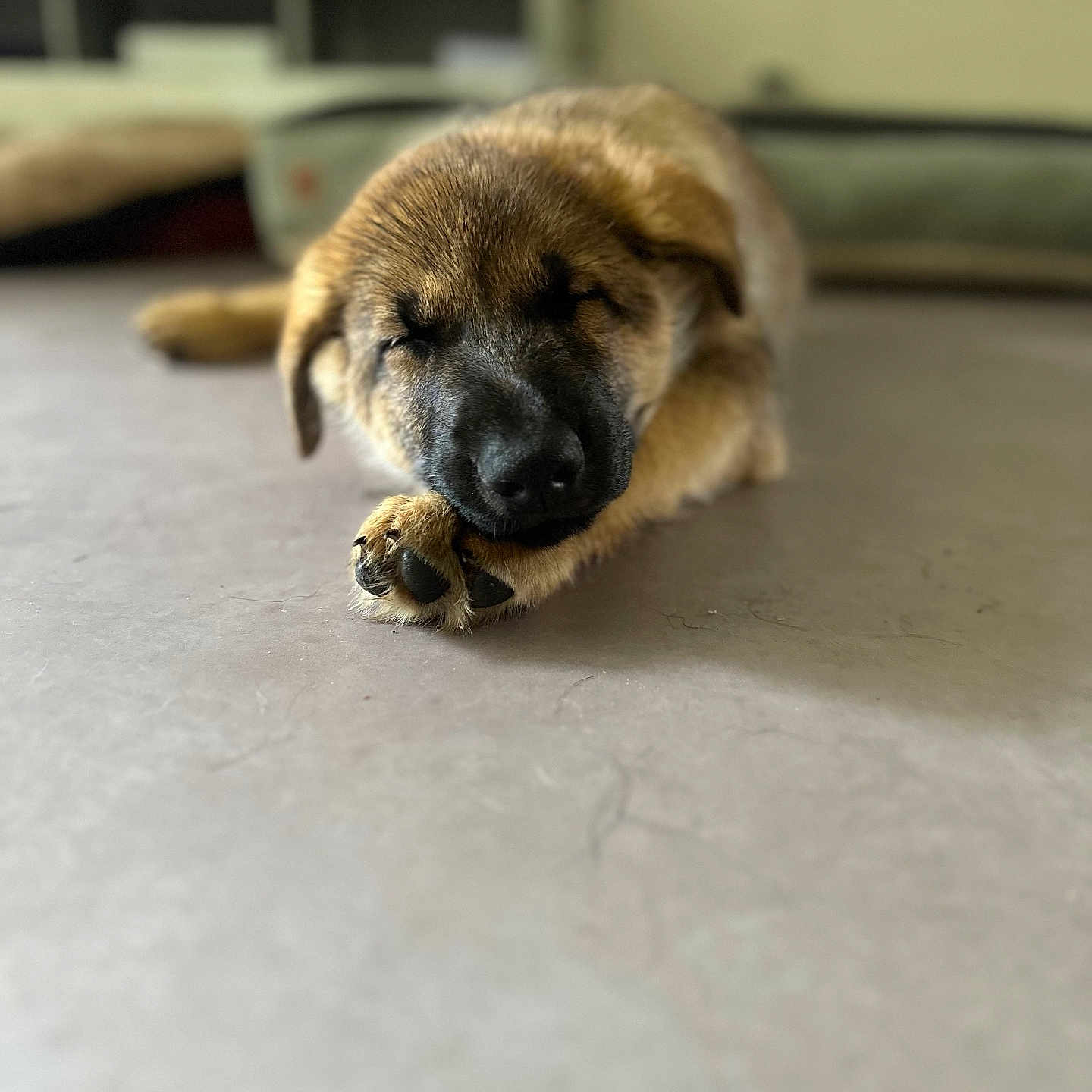 Aïko participe au concours pour gagner de l'argent avec cette photo : animal, black_nose, blurred_background, brown_fur, calm, closed_eyes, cozy, cute, dog, domestic, floor, indoor, lying_down, paw, pet, puppy, relaxation, resting, sleeping, young_dog