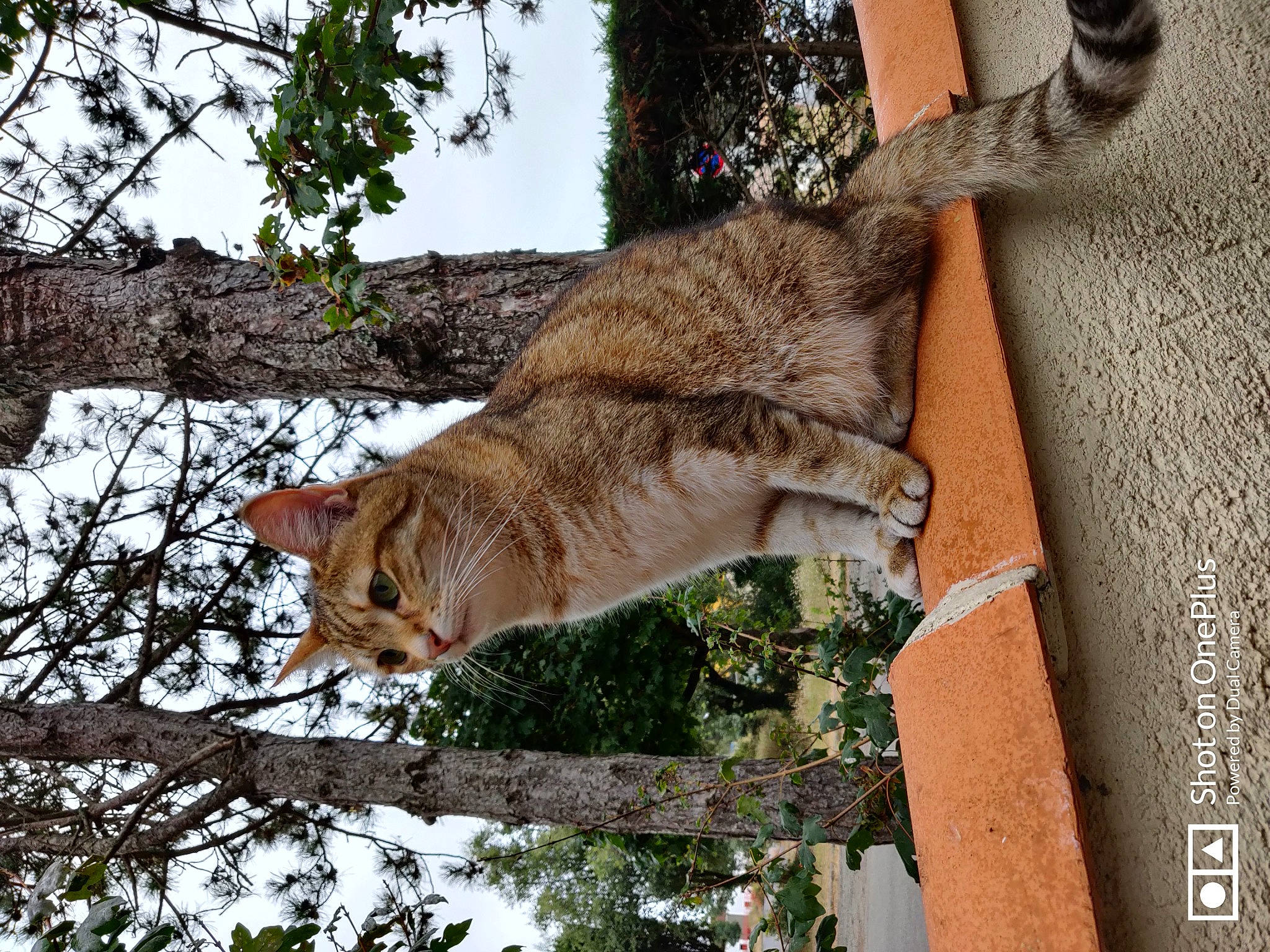 Kawaii participe au concours pour gagner de l'argent avec cette photo : branch, carnivore, cat, domestic_short_haired_cat, felidae, fur, organism, small_to_medium_sized_cats, tabby_cat, tail, terrestrial_animal, twig, vertebrate, whiskers