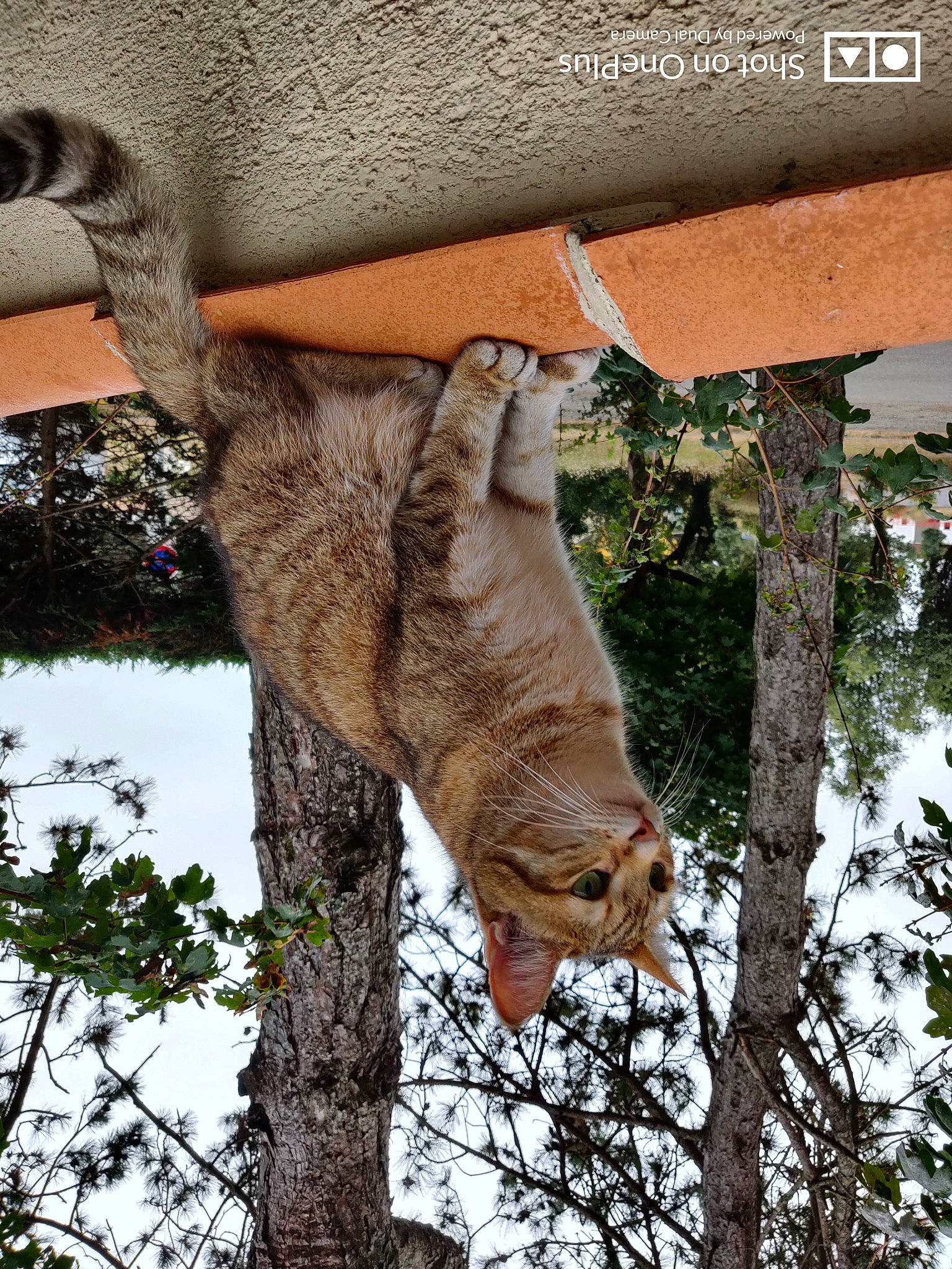 Kawaii a rejoint le concours — aidez-le/la à gagner de superbes lots ! adaptation, branch, carnivore, cat, fawn, felidae, fur, liver, organism, paw, plant_stem, small_to_medium_sized_cats, snout, terrestrial_animal, trunk, twig, vertebrate, whiskers, wildlife, woody_plant