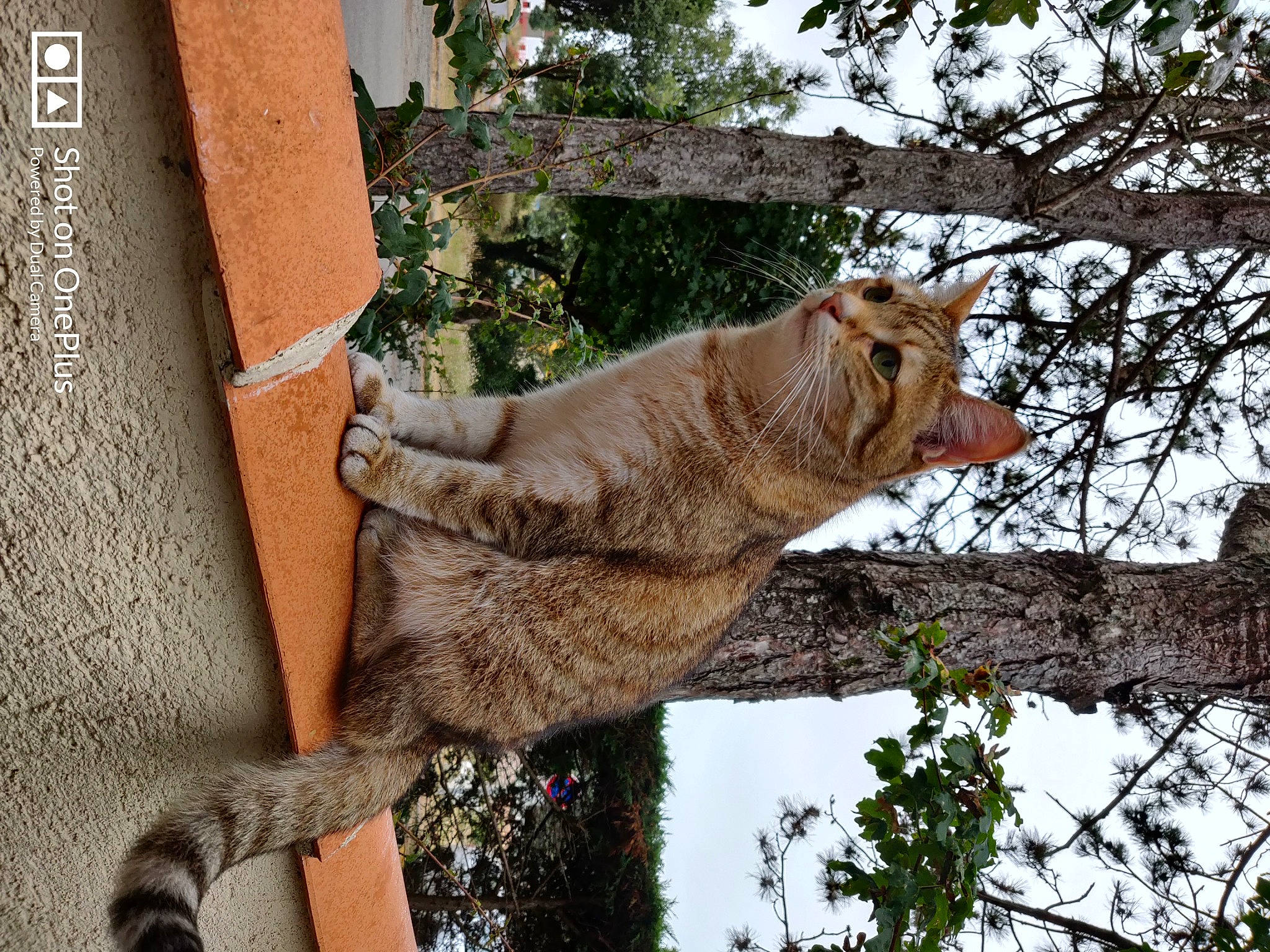 Kawaii a rejoint le concours — aidez-le/la à gagner de superbes lots ! adaptation, big_cats, branch, carnivore, cat, fawn, felidae, fur, lion, lynx, natural_material, small_to_medium_sized_cats, snout, terrestrial_animal, trunk, twig, whiskers, wildlife, woody_plant, zoo