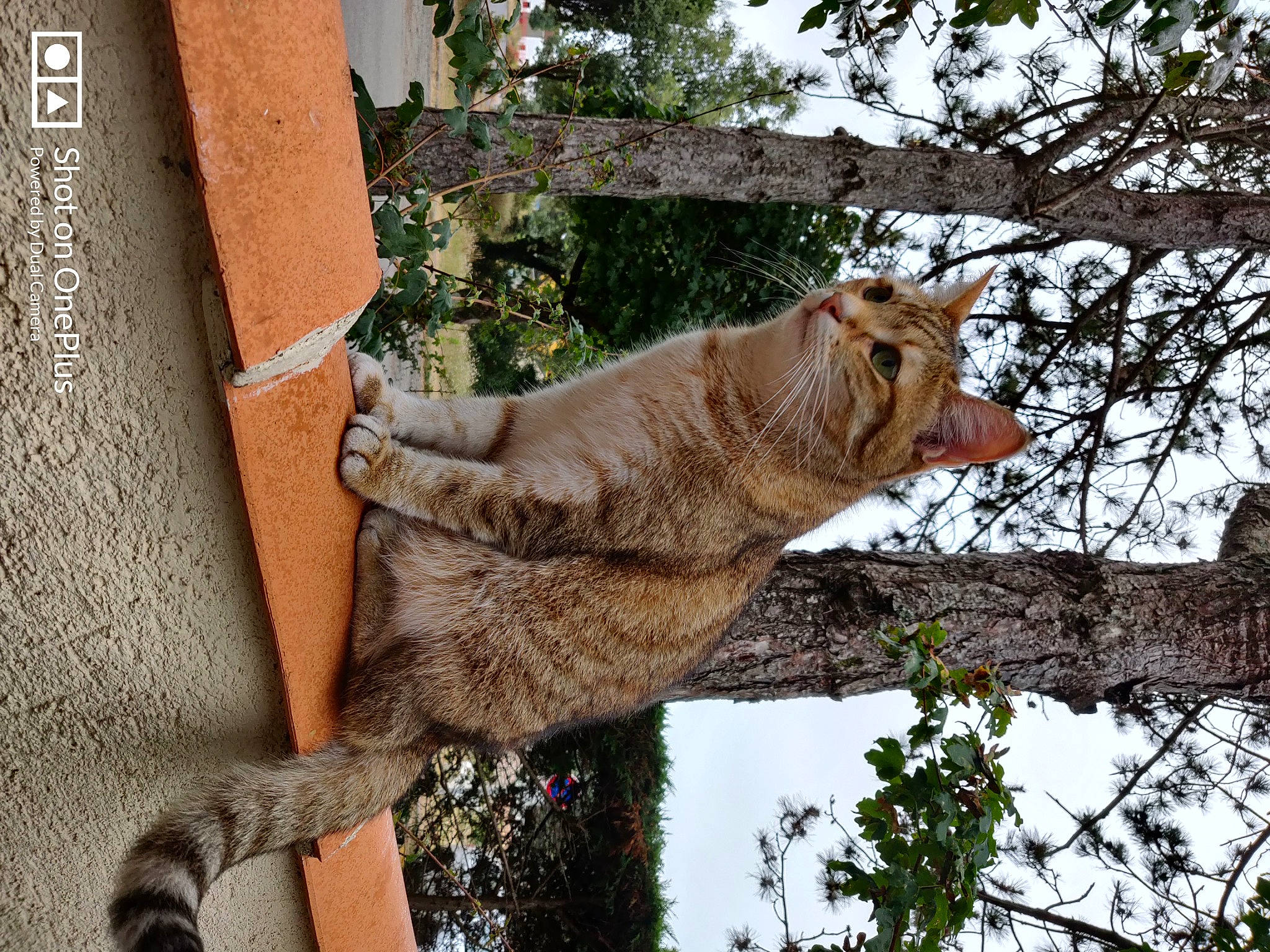 Kawaii participe au concours pour gagner de l'argent avec cette photo : adaptation, big_cats, branch, carnivore, cat, fawn, felidae, fur, lion, lynx, natural_material, small_to_medium_sized_cats, snout, terrestrial_animal, trunk, twig, whiskers, wildlife, woody_plant, zoo