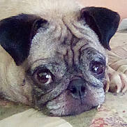 Candy joined the competition — help win amazing prizes! dog, pug, pet, animal, close_up, lying_down, face, ears, eyes, nostrils, fur, snout, quilt, pattern, pink_background, indoor, resting, cute, canine, portrait