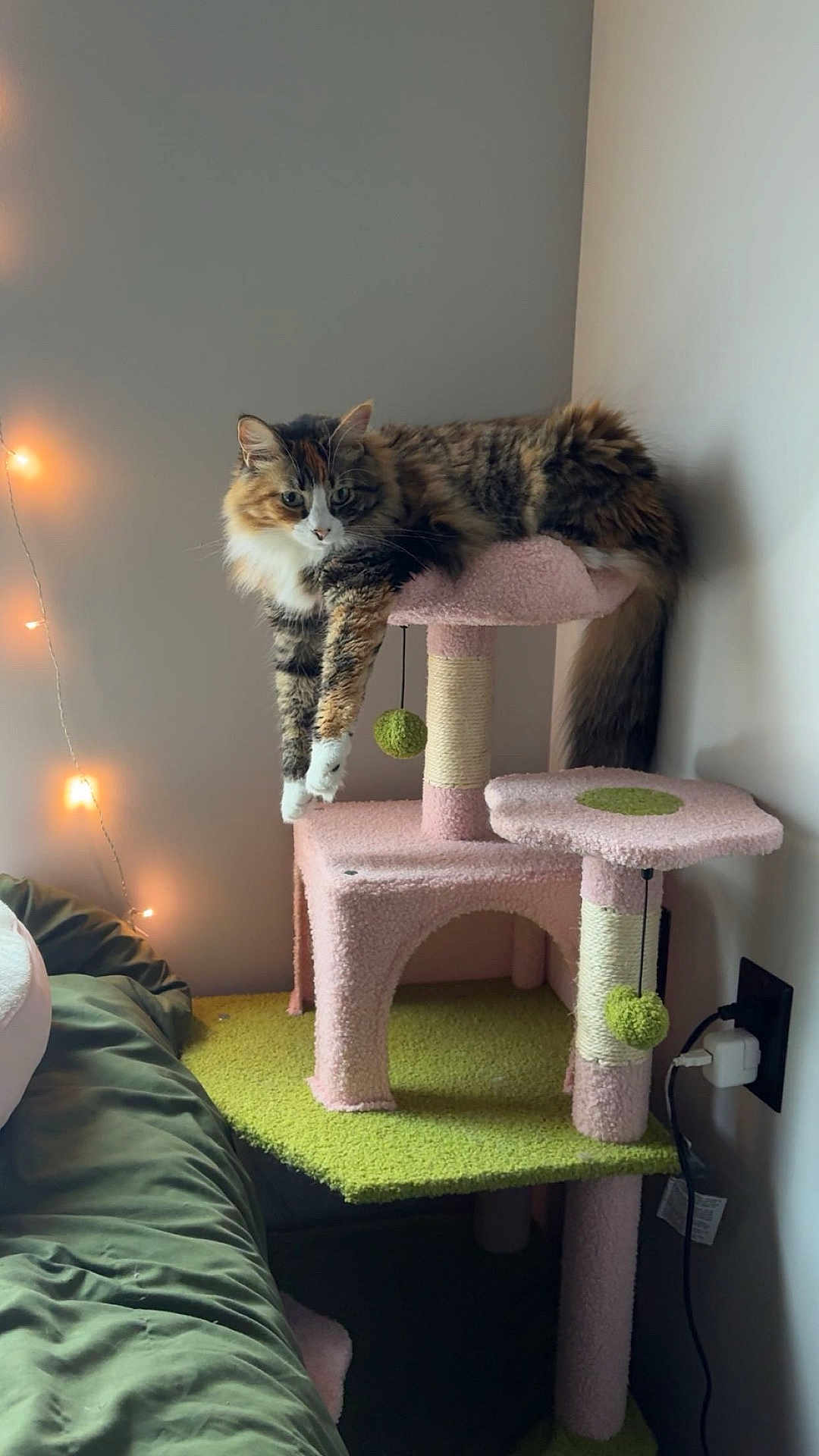 Peanut is registered to the contest to win money with this photo: cat, cat_tree, feline, indoor, pet, fluffy, relaxed, dangling_paws, pastel_colors, pink, green, string_lights, bed, blanket, wall, plug, cord, cozy, home, comfortable