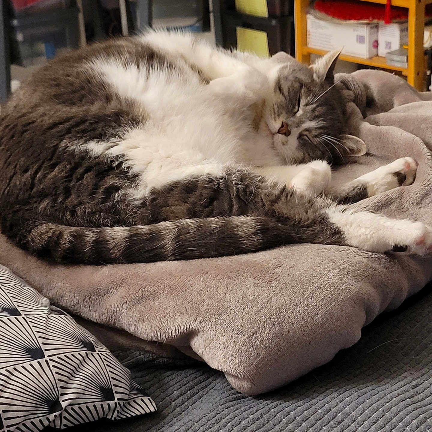 Kiara a rejoint le concours — aidez-le/la à gagner de superbes lots ! animal, blanket, box, canine, cat, chair, couch, cushion, dog, electronics, furniture, homedecor, indoors, kitten, linen, manx, person, pet, sleeping, speaker