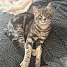 animal, bed, blanket, cat, cozy, ears, gray, green_eyes, indoors, lounging, paws, pet, pink_pillow, portrait, relaxed, sitting, soft_texture, striped_fur, tabby, whiskers