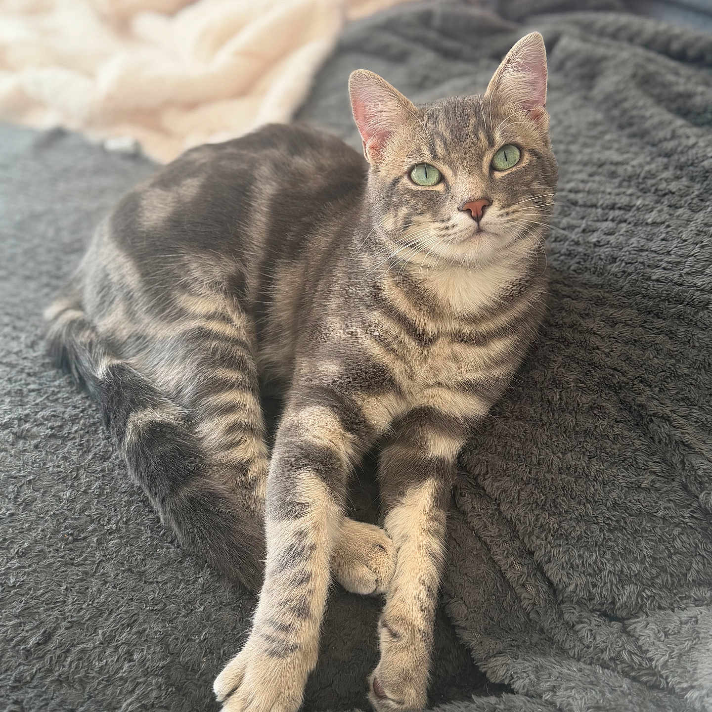 Ekko