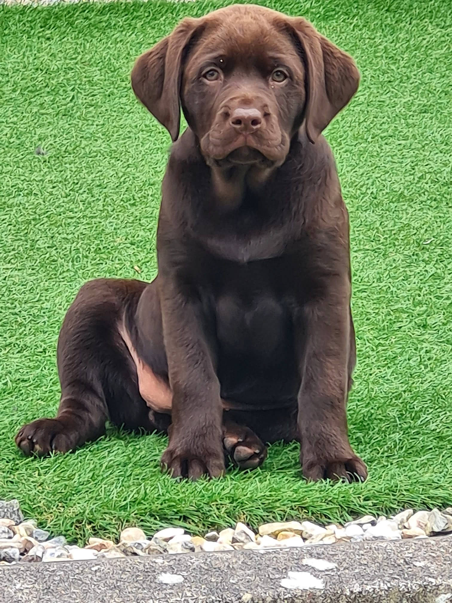 Darcey is registered to the contest to win money with this photo: borador, canidae, carnivore, companion_dog, dog, dog_breed, fur, grass, gun_dog, hunting_dog, liver, snout, sporting_group, terrestrial_animal, working_animal