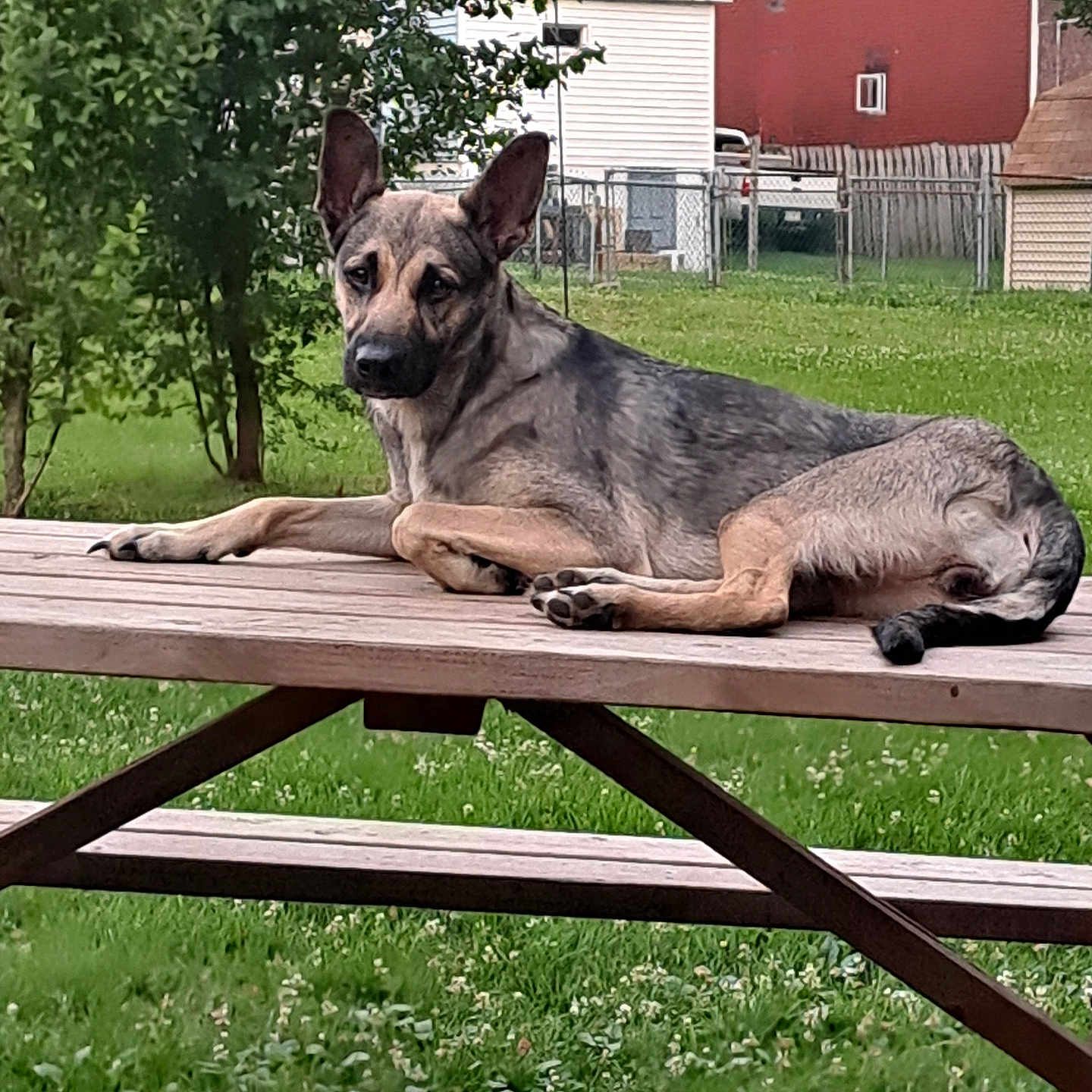 Athena joined the competition — help win amazing prizes! animal, architecture, backyard, bench, building, canine, dog, furniture, germanshepherd, grass, housing, nature, outdoors, pet, plant, shelter, tree, vegetation, wood, yard