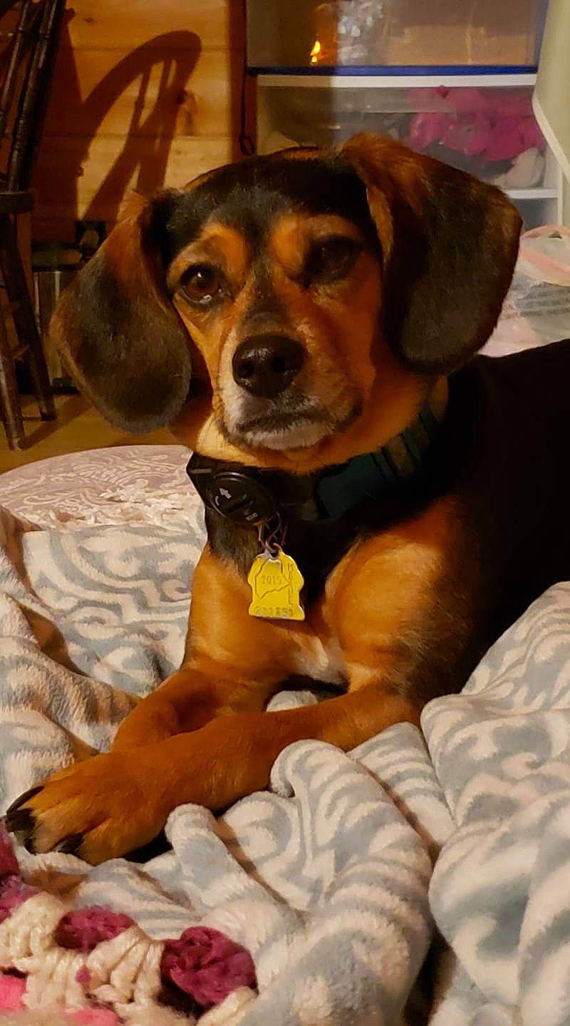 Bell is registered to the contest to win money with this photo: bed, canidae, carnivore, comfort, companion_dog, dog, dog_breed, fawn, hound, linens, liver, paw, pet_supply, scent_hound, shelf, snout, vertebrate, whiskers, working_animal, working_dog