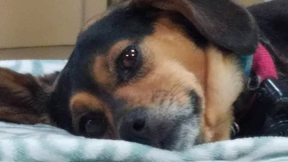 Bell joined the competition — help win amazing prizes! brown, carnivore, close_up, comfort, companion_dog, dog, dog_breed, fawn, fur, iris, organ, photography, sharing, skin, snapshot, snout, terrestrial_animal, vertebrate, whiskers, working_animal