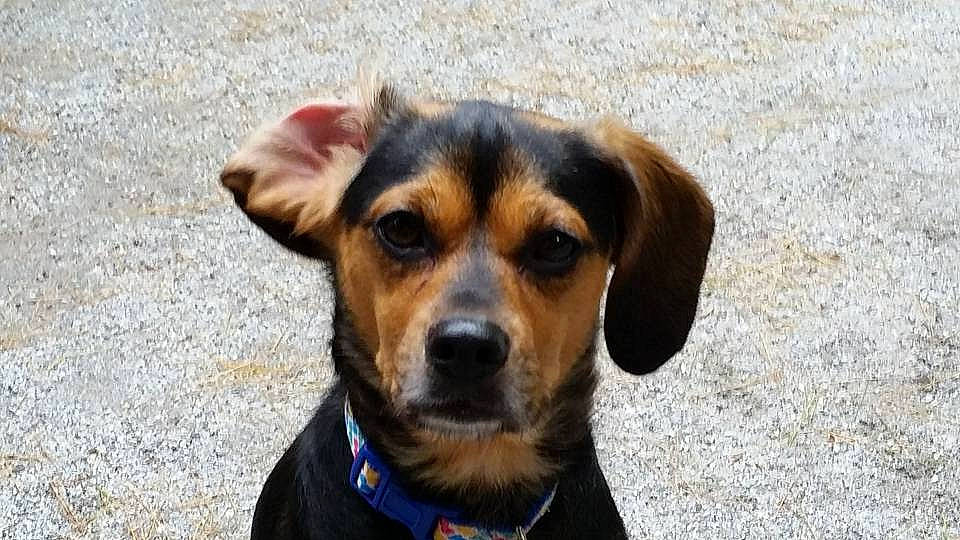 Bell joined the competition — help win amazing prizes! beige, brown, canidae, carnivore, collar, companion_dog, dog, dog_breed, dog_collar, fawn, fur, iris, mammal, pet_supply, shadow, snout, sporting_group, vertebrate, whiskers, working_animal