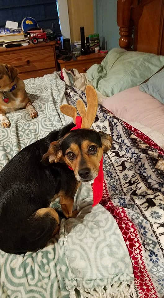 Bell is registered to the contest to win money with this photo: bedding, canidae, carnivore, chest_of_drawers, comfort, companion_dog, dog, dog_breed, dog_supply, home, interior_design, linens, mammal, room, snout, sporting_group, vertebrate, wood, working_animal