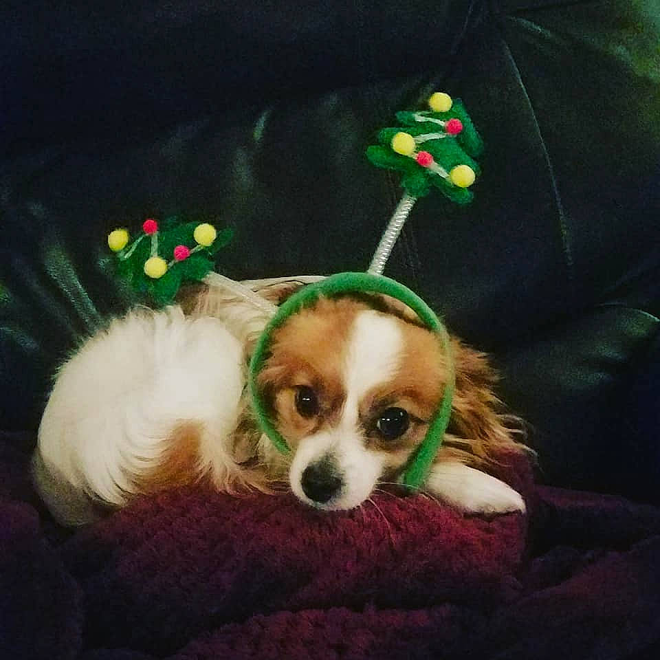 Bitsy joined the competition — help win amazing prizes! canidae, carnivore, cavalier_king_charles_spaniel, christmas, christmas_decoration, companion_dog, couch, dog, dog_breed, dog_supply, fur, puppy, sporting_group, toy, toy_dog, working_animal, working_dog