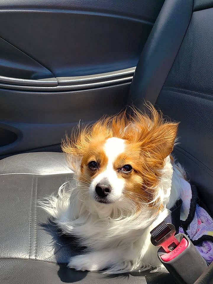 Bitsy joined the competition — help win amazing prizes! canidae, car_seat, carnivore, collar, companion_dog, dog, dog_breed, dog_supply, fawn, fur, mammal, non_sporting_group, papillon, snout, sporting_group, toy_dog, vehicle_door, vertebrate, whiskers, working_animal
