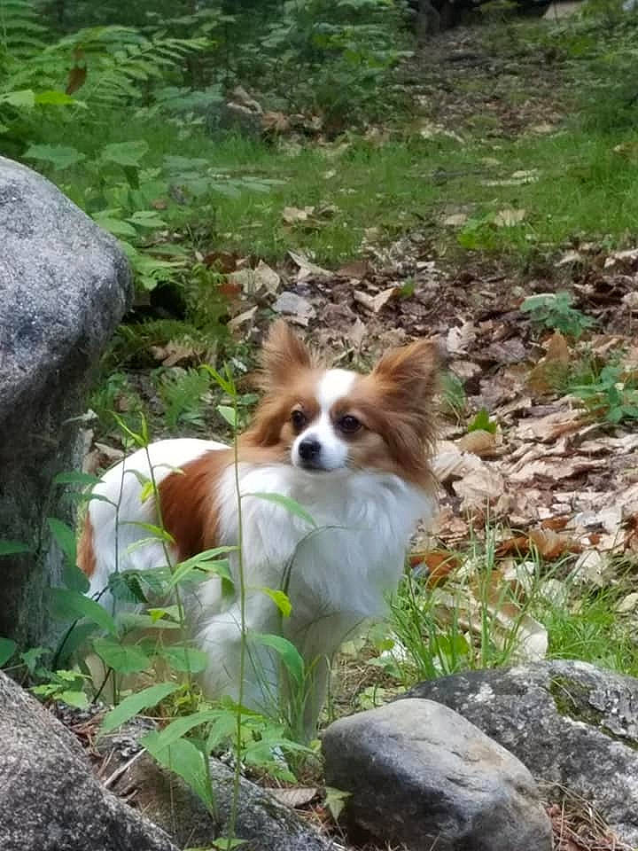 Bitsy is registered to the contest to win money with this photo: bedrock, boulder, canidae, carnivore, companion_dog, dog, dog_breed, fawn, fur, groundcover, liver, mammal, nature_reserve, non_sporting_group, outcrop, papillon, rock, snout, sporting_group, toy_dog
