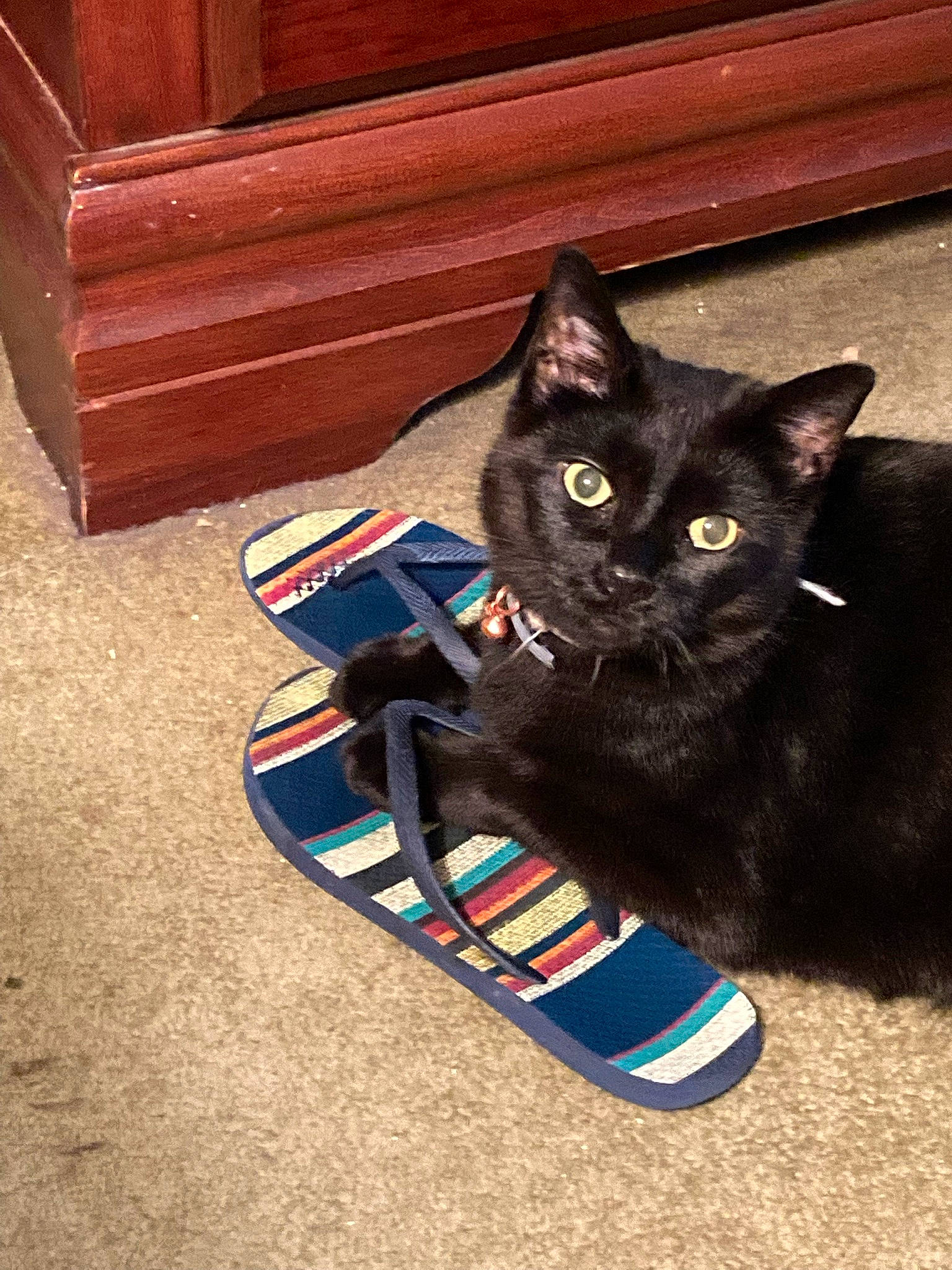 Dory joined the competition — help win amazing prizes! black_cat, bombay, carmine, carnivore, cat, comfort, cone, domestic_short_haired_cat, electric_blue, felidae, floor, flooring, foot, hardwood, human_leg, small_to_medium_sized_cats, tail, whiskers, wood, wood_stain