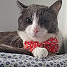 Mylo. Campos is registered to the contest to win money with this photo: cat, pet, feline, bow_tie, orange, grey_and_white, whiskers, blanket, bedding, pattern, indoor, portrait, paw, ears, face, nose, window, wall, closeup, cute