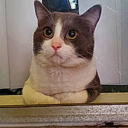 Mylo. Campos is registered to the contest to win money with this photo: cat, feline, pet, indoor, window_sill, paws, whiskers, curious, big_eyes, gray_and_white, staring, portrait, close_up, household, vertical_blinds, glass_window, reflection, ledge, nose, ears