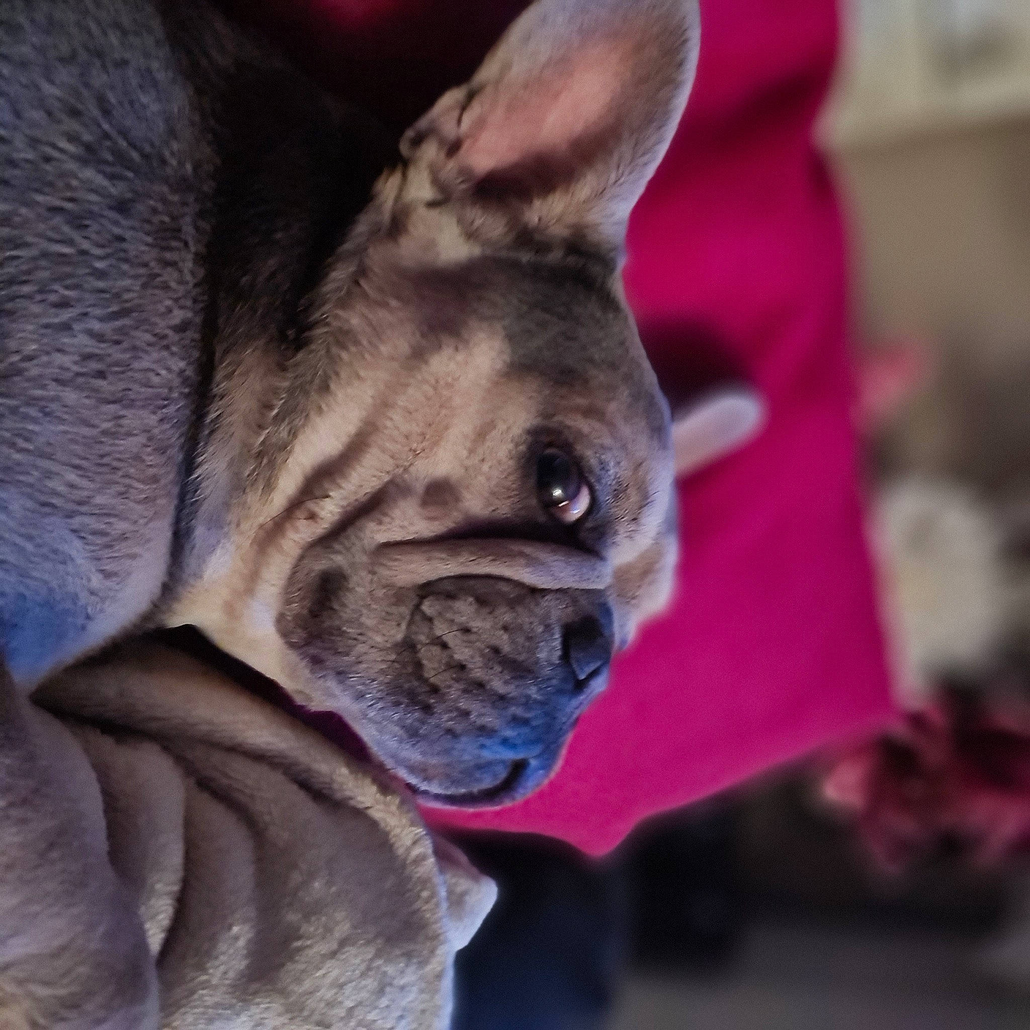 Pablo participe au concours pour gagner de l'argent avec cette photo : canidae, carmine, carnivore, collar, companion_dog, dog, dog_breed, dog_collar, ear, electric_blue, fawn, felidae, fur, magenta, pug, snout, toy_dog, whiskers, working_animal, wrinkle