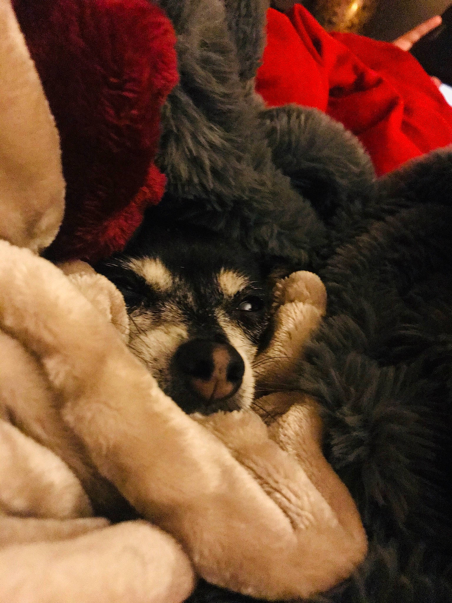 Bella is registered to the contest to win money with this photo: canidae, carnivore, companion_dog, dog, dog_breed, fur, puppy, puppy_love, snout, sporting_group