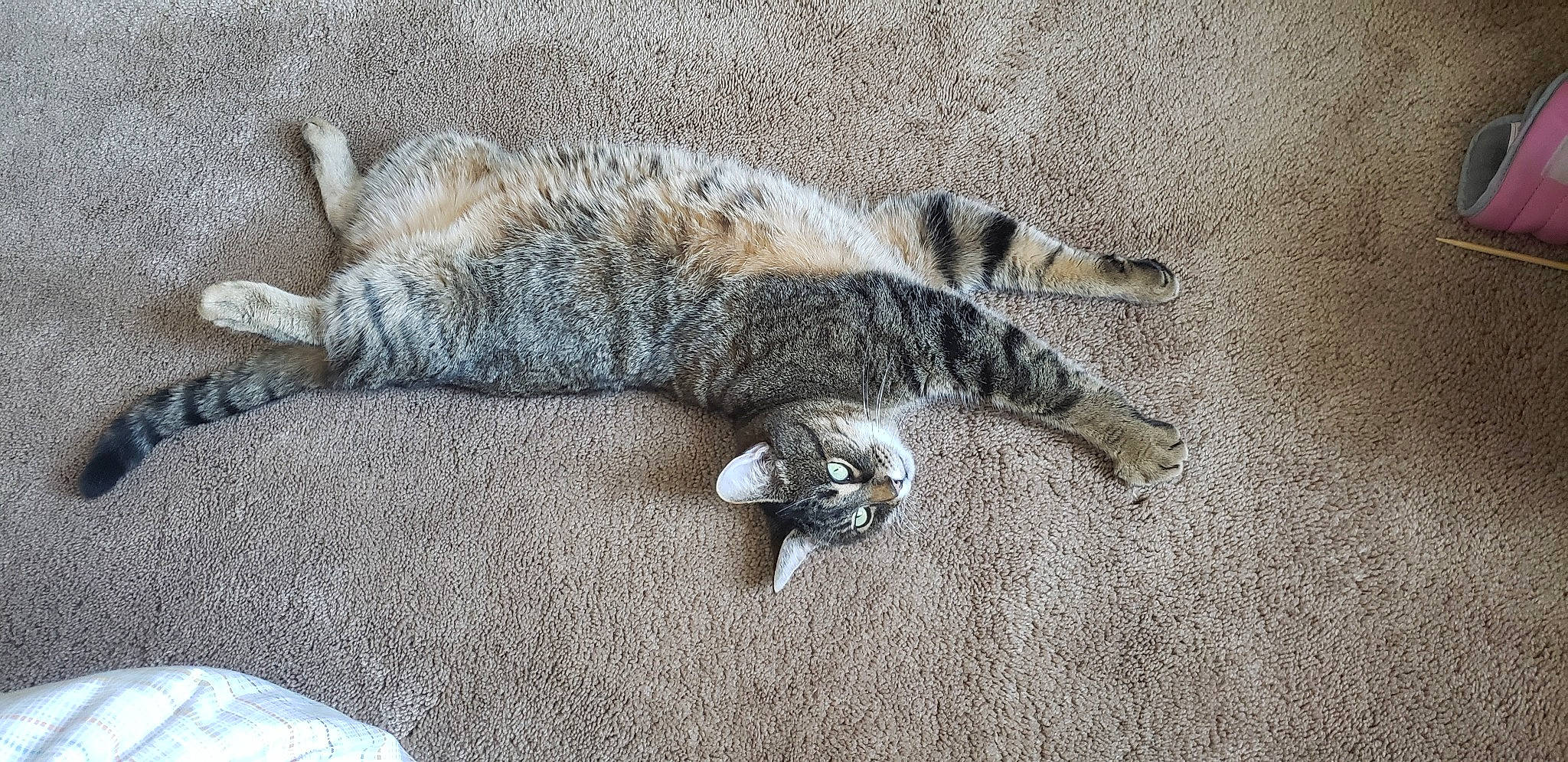 Fino a rejoint le concours — aidez-le/la à gagner de superbes lots ! canidae, carnivore, cat, claw, comfort, dog_breed, domestic_short_haired_cat, felidae, fur, grey, nap, paw, sleep, small_to_medium_sized_cats, sporting_group, tail, terrestrial_animal, whiskers, wildlife