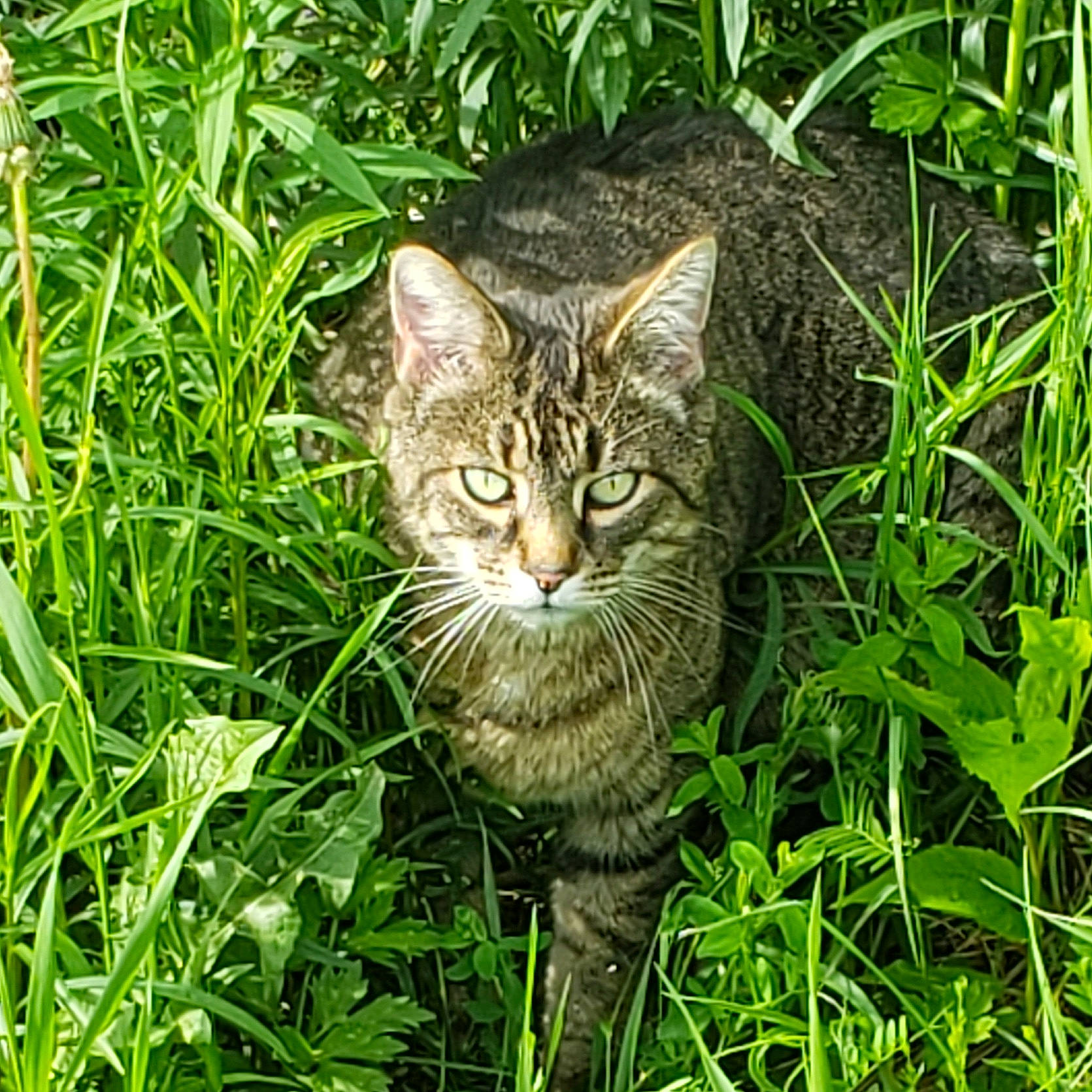 Fino a rejoint le concours — aidez-le/la à gagner de superbes lots ! carnivore, cat, domestic_short_haired_cat, fawn, felidae, fur, grass, grass_family, grassland, groundcover, lawn, plant, small_to_medium_sized_cats, snout, tail, terrestrial_animal, terrestrial_plant, tree, whiskers, wildlife