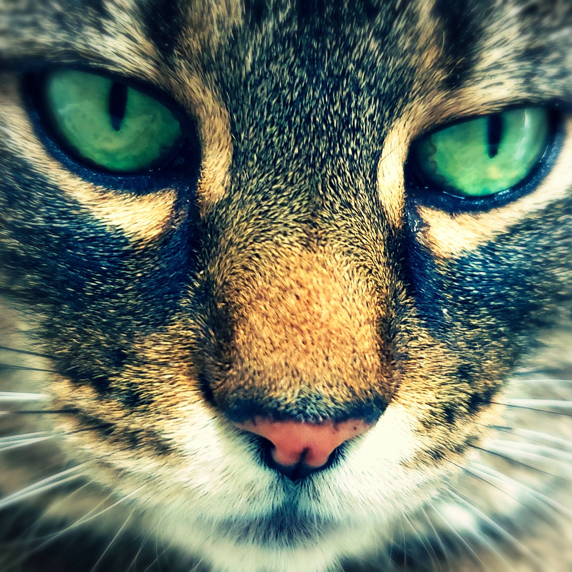 Fino a rejoint le concours — aidez-le/la à gagner de superbes lots ! carnivore, cat, close_up, domestic_short_haired_cat, electric_blue, facial_expression, felidae, fur, iris, light, mammal, organism, photograph, small_to_medium_sized_cats, snout, terrestrial_animal, vertebrate, whiskers, white, wildlife