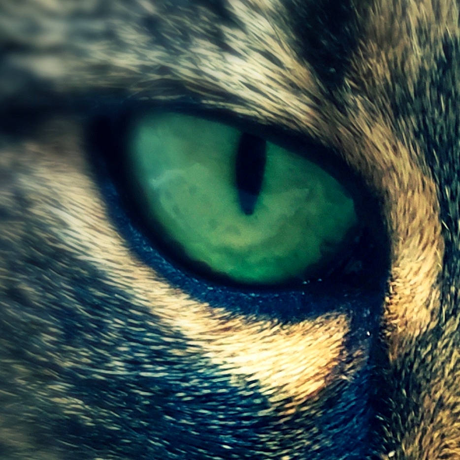 Fino a rejoint le concours — aidez-le/la à gagner de superbes lots ! art, carnivore, cat, close_up, darkness, domestic_short_haired_cat, electric_blue, eyelash, felidae, fur, grey, iris, macro_photography, nose, small_to_medium_sized_cats, snout, terrestrial_animal, vertebrate, whiskers, wildlife
