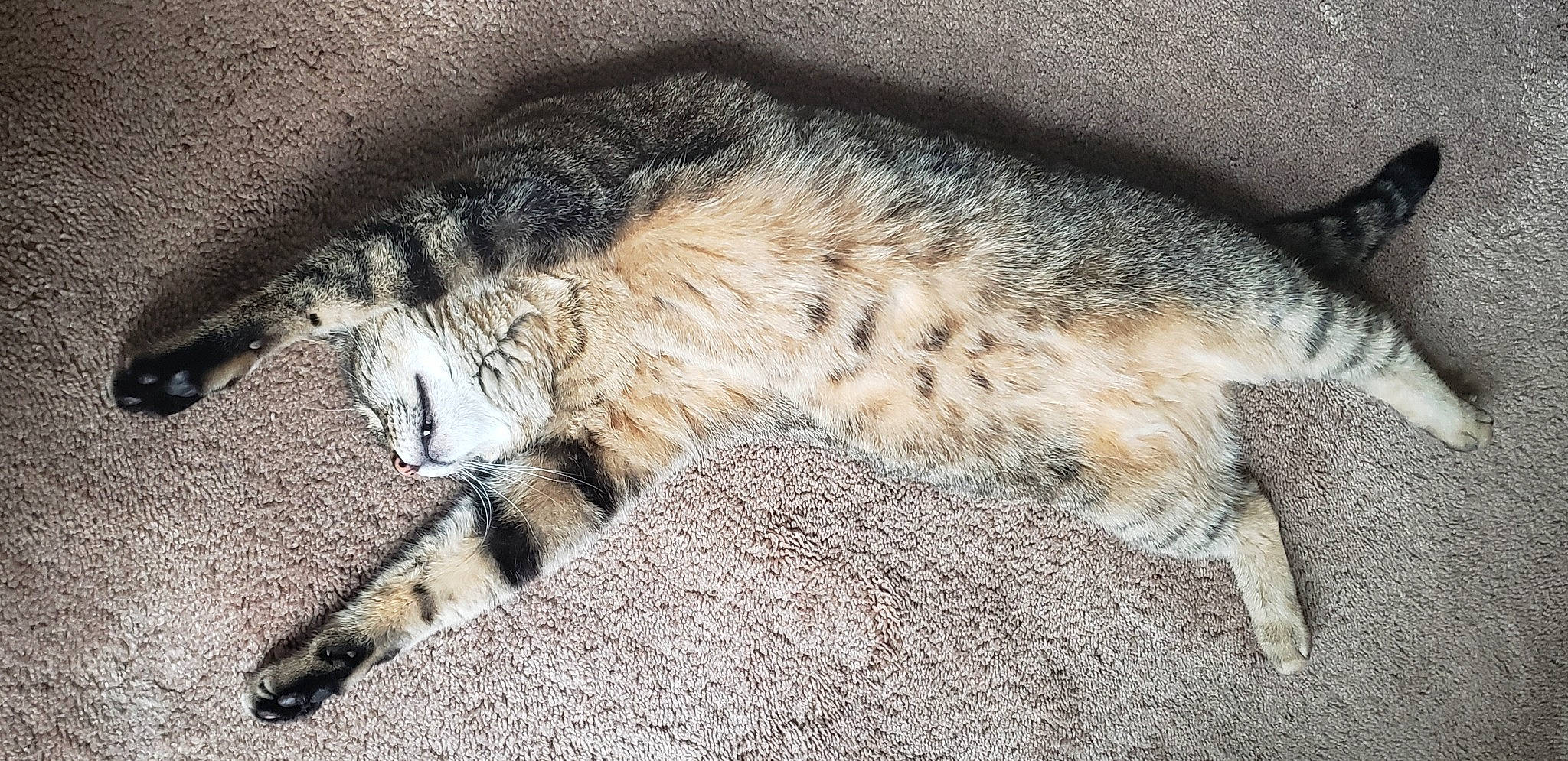 Fino a rejoint le concours — aidez-le/la à gagner de superbes lots ! carnivore, cat, claw, comfort, domestic_short_haired_cat, felidae, fur, nap, paw, sleep, small_to_medium_sized_cats, snout, tail, terrestrial_animal, whiskers, wildlife