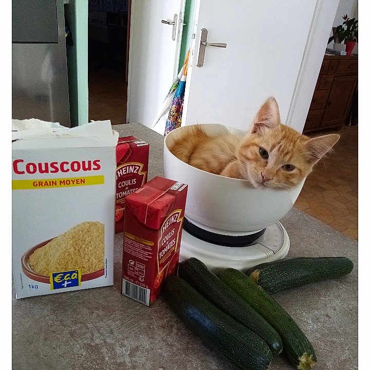 Louis Gabriel a rejoint le concours — aidez-le/la à gagner de superbes lots ! cat, orange_cat, mixing_bowl, couscous, canned_food, zucchini, kitchen_counter, door, indoor, food_items, pet, curious, relaxed, domestic, household, still_life, animal, container, vegetables, cooking