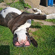 Gina a rejoint le concours — aidez-le/la à gagner de superbes lots ! dog, grass, outdoor, playful, pet, tongue, sunny, backyard, animal, canine, resting, happy, nature, yard, greenery, paw, fur, muzzle, relaxed, daylight