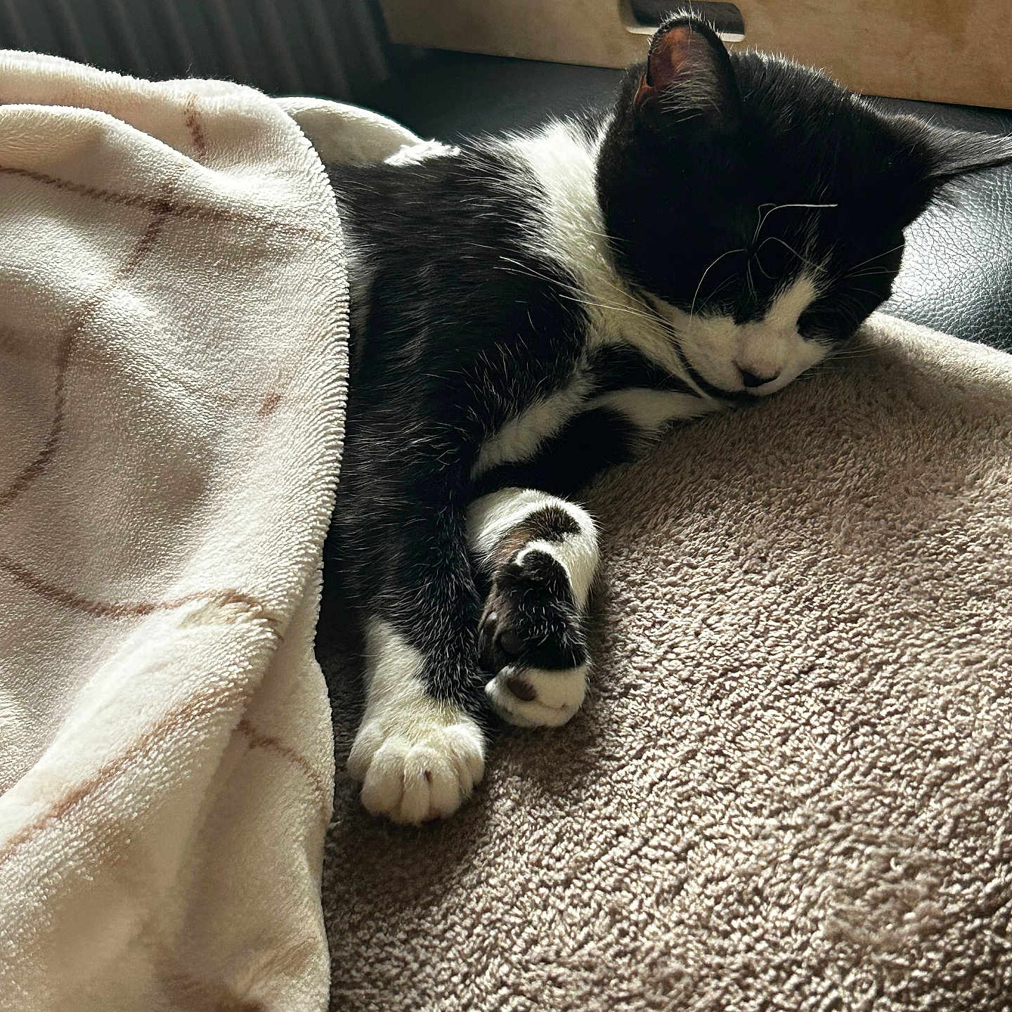 Kitty a rejoint le concours — aidez-le/la à gagner de superbes lots ! animal, black_and_white, blanket, cat, comfort, cozy, cute, fabric, fur, indoor, nap, paw, pet, quiet, relaxation, resting, sleeping, soft, texture, tray