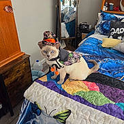 Sassy is registered to the contest to win money with this photo: animal, bed, black, blue, butterfly, cat, costume, cute, decor, furniture, hat, indoor, jewelry, mirror, orange, pet, pillow, quilt, room, white