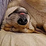 dog, pet, sleeping, upside_down, tongue_out, close_up, fur, nose, whiskers, cozy, resting, cute, relaxed, indoor, couch, fabric, comfort, animal, mammal, domestic