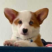 Chopper joined the competition — help win amazing prizes! adorable, animal, bell, black_nose, blue_eyes, brown_patches, canine, close_up, collar, cushion, cute, dog, indoors, large_ears, paws, pet, portrait, puppy, sitting, white_fur