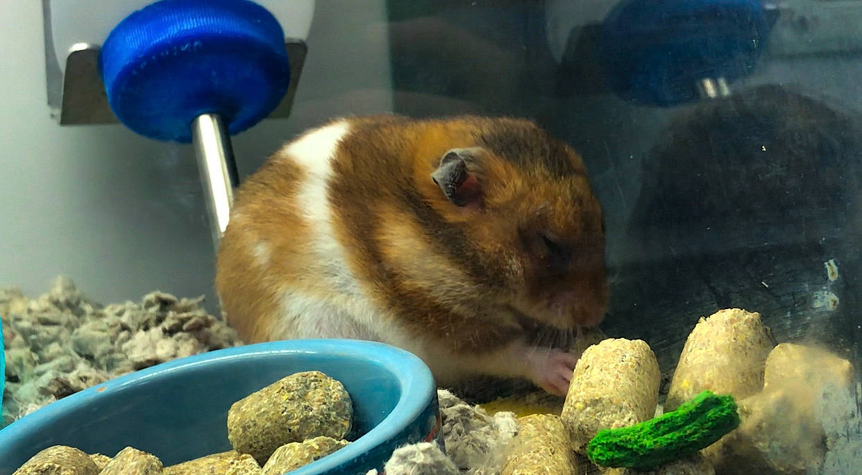 Stanley joined the competition — help win amazing prizes! adaptation, animal_feed, degu, dormouse, fawn, gerbil, hamster, litter_box, mammal, mouse, muridae, muroidea, organism, prairie_dog, rabbit, rabbits_and_hares, rodent, small_animal_food, snout, vertebrate