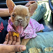 Nala joined the competition — help win amazing prizes! puppy, dog, wink, tongue_out, pink_bandana, bone_tag, owner_hand, ripped_jeans, denim, car_interior, steering_wheel, seat, ears, close_up, adorable, sitting_on_lap, collar, portrait, fur, natural_light